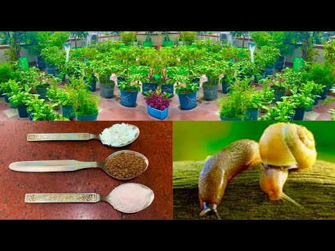 Video: Jak přirozeně ovládat šneky v zahradě