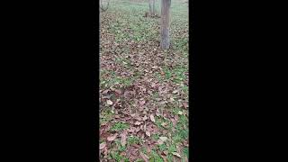 On Mine Ap Bb22 Kara Mayın Simüle Ve Anti Personel Eyp Simule Eğitim Cihazı.