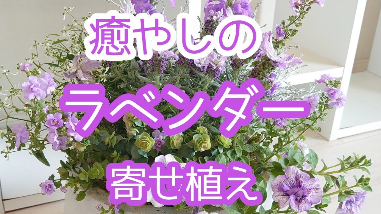 寄せ植え ラベンダーに合わせたワントーン配色の組み合わせ方法 Youtube