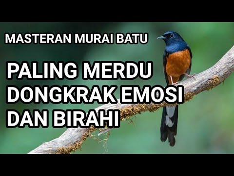 masteran murai batu paling banyak di cari