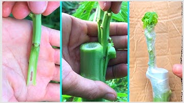 Cách ghép cây đu đủ đực thành cây đu đủ cái | mẹo ghép cây