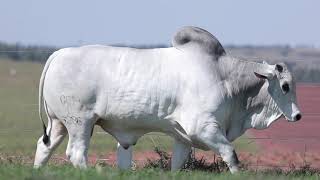LOTE 12 GRI B8286
