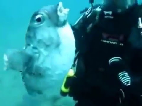 Saving a Puffer Fish