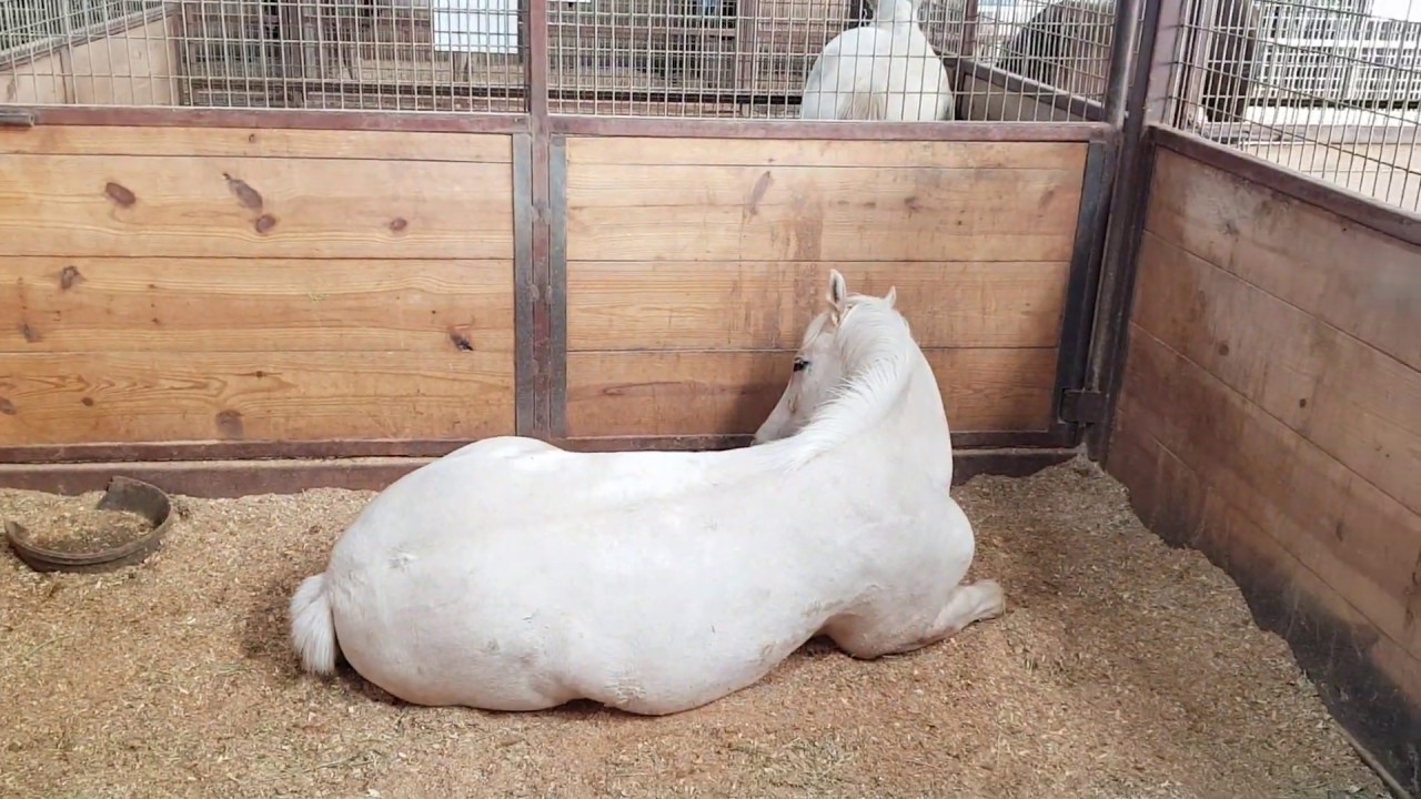 Visita a Silver Spurs Equine Oklahoma - Potros 2018