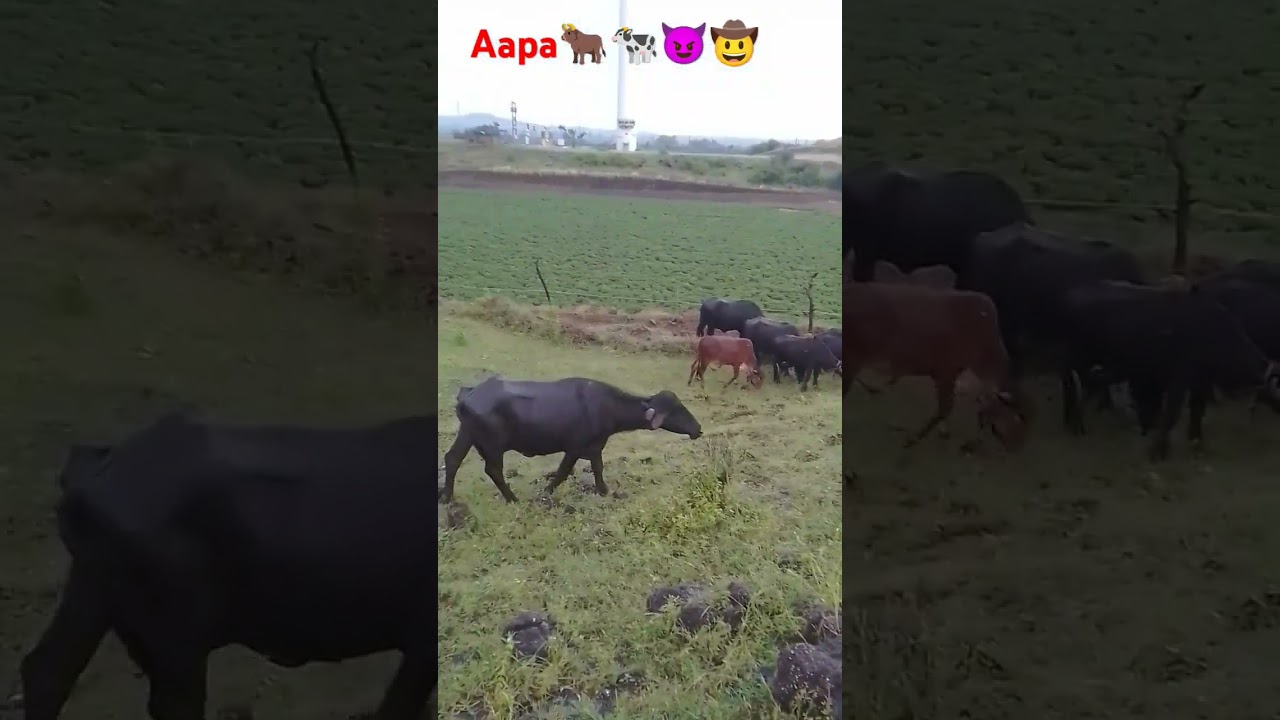 Aapa ni balatra 😈 