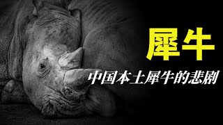 大多數人不知道，中國也有本土犀牛，曾經一次打獵就能捕獲40頭 |《山海經》番外篇05