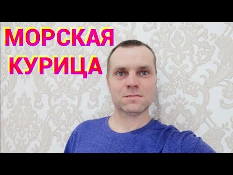 ЖАРЮ МОРСКУЮ КУРИЦУ! Переезд С Севера!