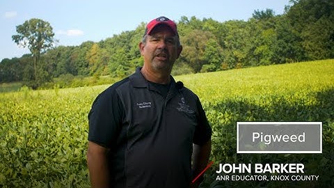 Pigweed Identification