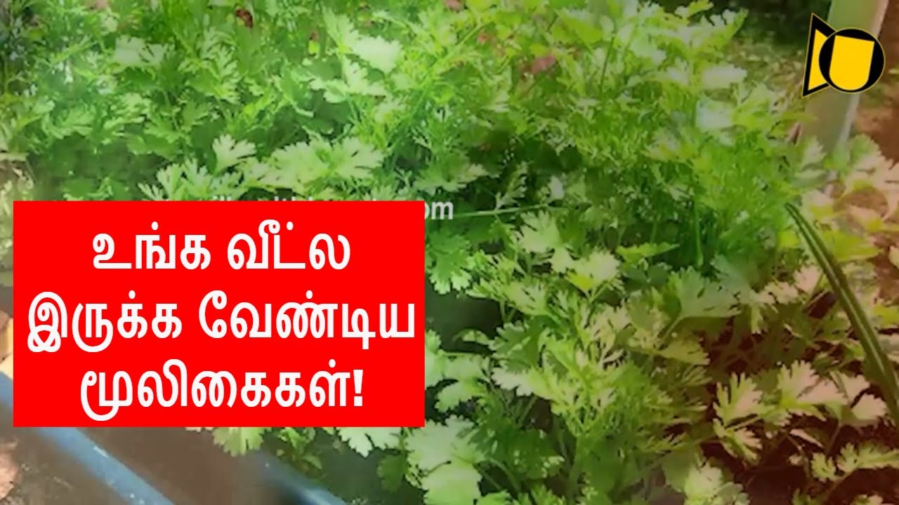 உங்க வீட்ல இருக்க வேண்டிய மூலிகைகள்! | Must grow herbs at home 