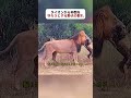 ライオンから仲間を守ろうとする野犬の群れ #野生動物 #アフリカ #野犬 #fyp #foryouのサムネイル