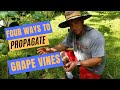 How to Propagate Grape Vines | Four Easy Methods | Plus a best kept secret!