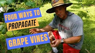 How to Propagate Grape Vines | Four Easy Methods | Plus a best kept secret! screenshot 1