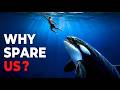 Why The Deadliest Predator in the Ocean Refuses to Kill Us