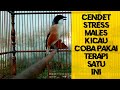 Cendet Dengan Khas Teotan Santai Dijamin Cendet Stress Ataupun Males Kicau Mantul Silahkan Dicoba Mp3 - Mp4 Download