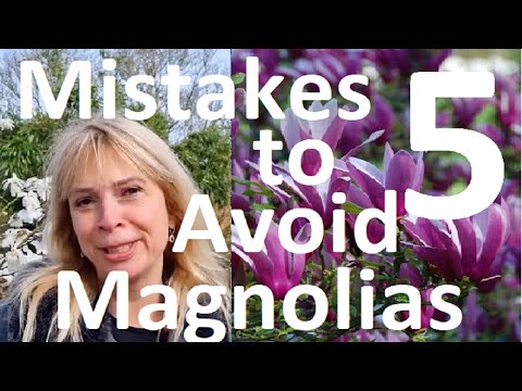 Video: Sweetbay Magnolia Diseases: Erkennung der Magnolienkrankheitssymptome in Sweetbay