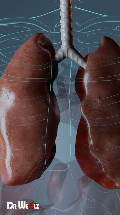 This Will Increase Your Oxygen Level (V02 Max)