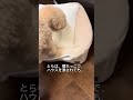 とらがキャットハウスに入ると、あの優しかったくうが、、、😂 #トイプードル #ねこのいる生活 #保護猫 #ねこ #いぬ
