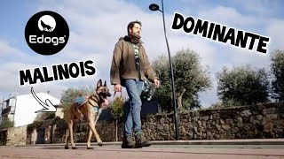 ✅ Trabajando con un Malinois muy dominante 🐾 by Equilibradogs - Psicología Canina 328 views 1 month ago 4 minutes, 11 seconds