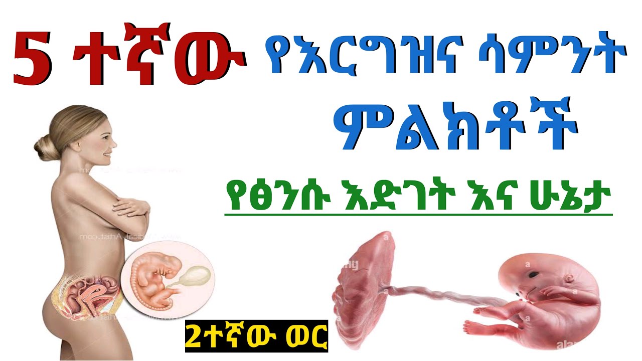አምስተኛው የእርግዝና ሳምንት ምልክቶች እና የፅንሱ እድገት | 5 week pregnancy sign and fetus growth