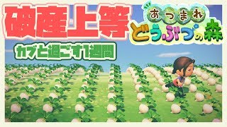 【あつまれどうぶつの森】この島、カブ臭くね？【ベルモンド・バンデラス/にじさんじ】