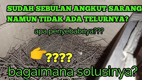INI PENYEBABNYA murai batu sudah angkut sarang namun tidak kunjung bertelur & Cara mengatasinya