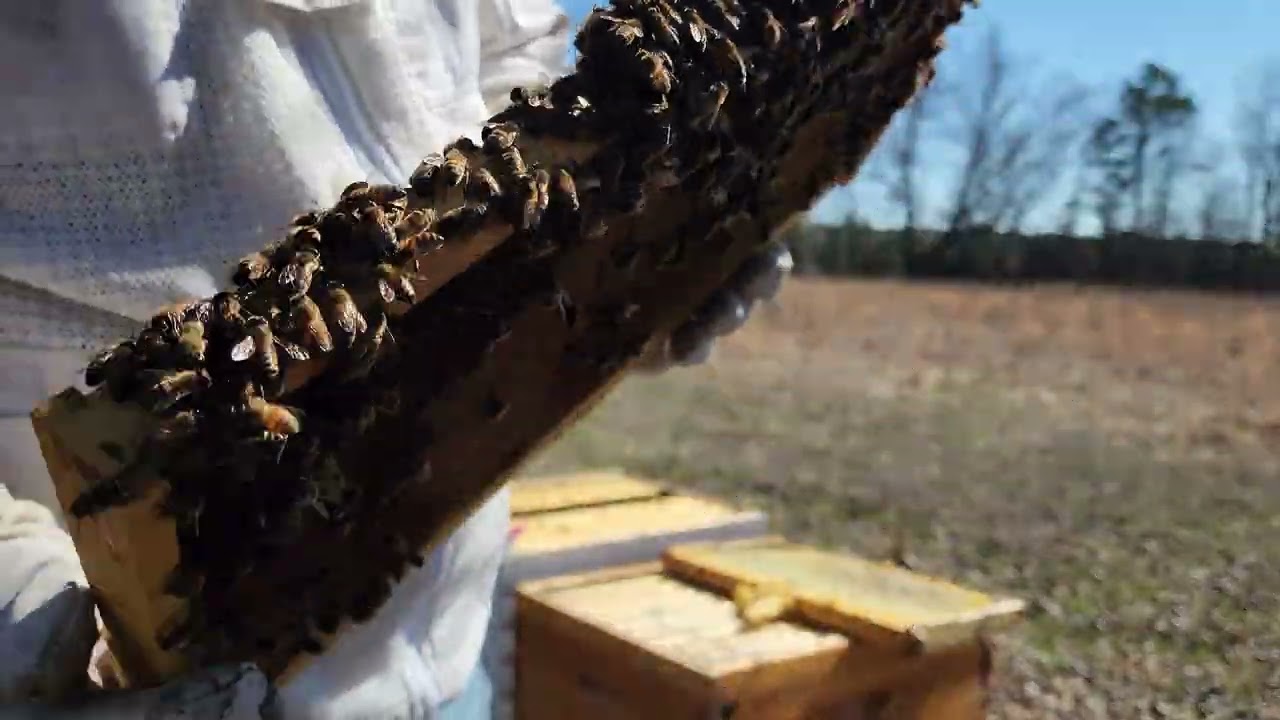 Seeing how well my first swarm did throughout the winter
