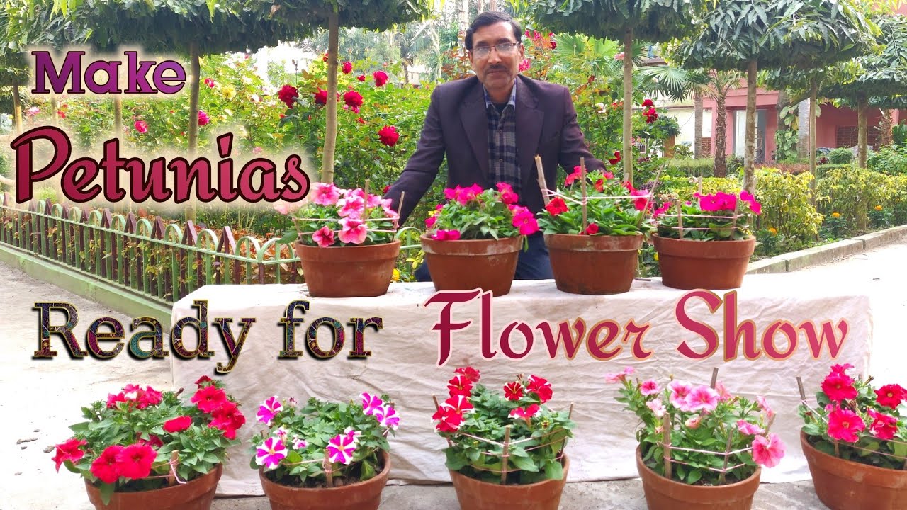 How to Get Your Petunias Ready For Flower Show.
