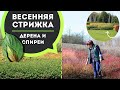 Мастер-класс по обрезке дерена и спиреи