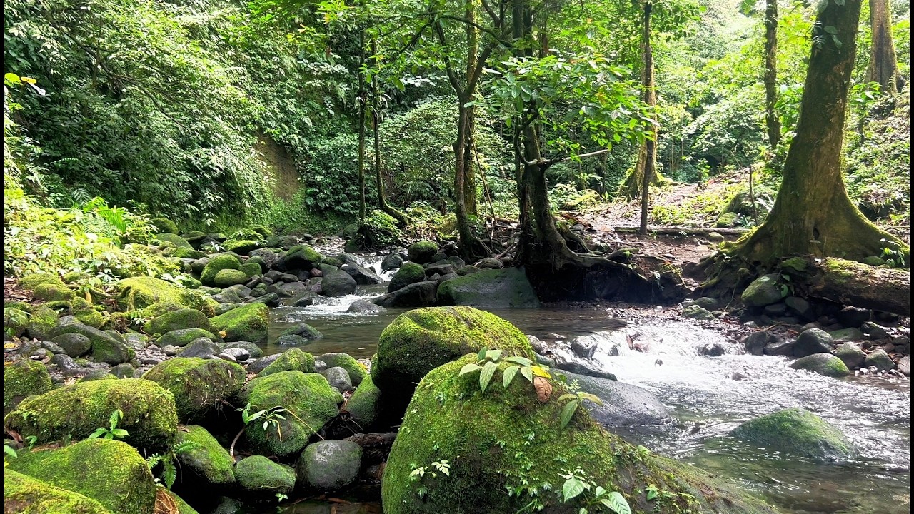 Forest River - relaxing sounds for sleeping - ASMR sound junggle -Nature video