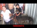 Terremoto clasico 300 mts marcos juarez  wwwsoygalguerocom