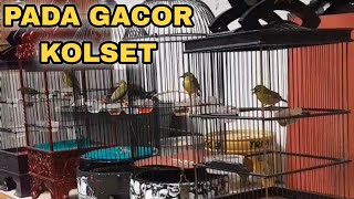 KOLONI SORE || PLECI PADA KOSLET GACOR NEMBAK