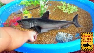 Catching PET FISH for Kids POOL POND!
