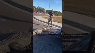 GATOR GRAB: Deputies wrangle a massive 10-foot alligator outside a 7-Eleven #shorts #foxnews #news