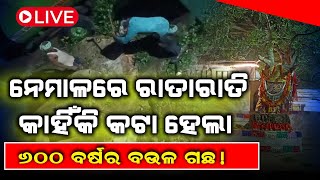 Watch Live ! 600 Years Old Bakula Tree Cut Down in Nemal | Malika Bhavisysbani | @SatyaBhanja 