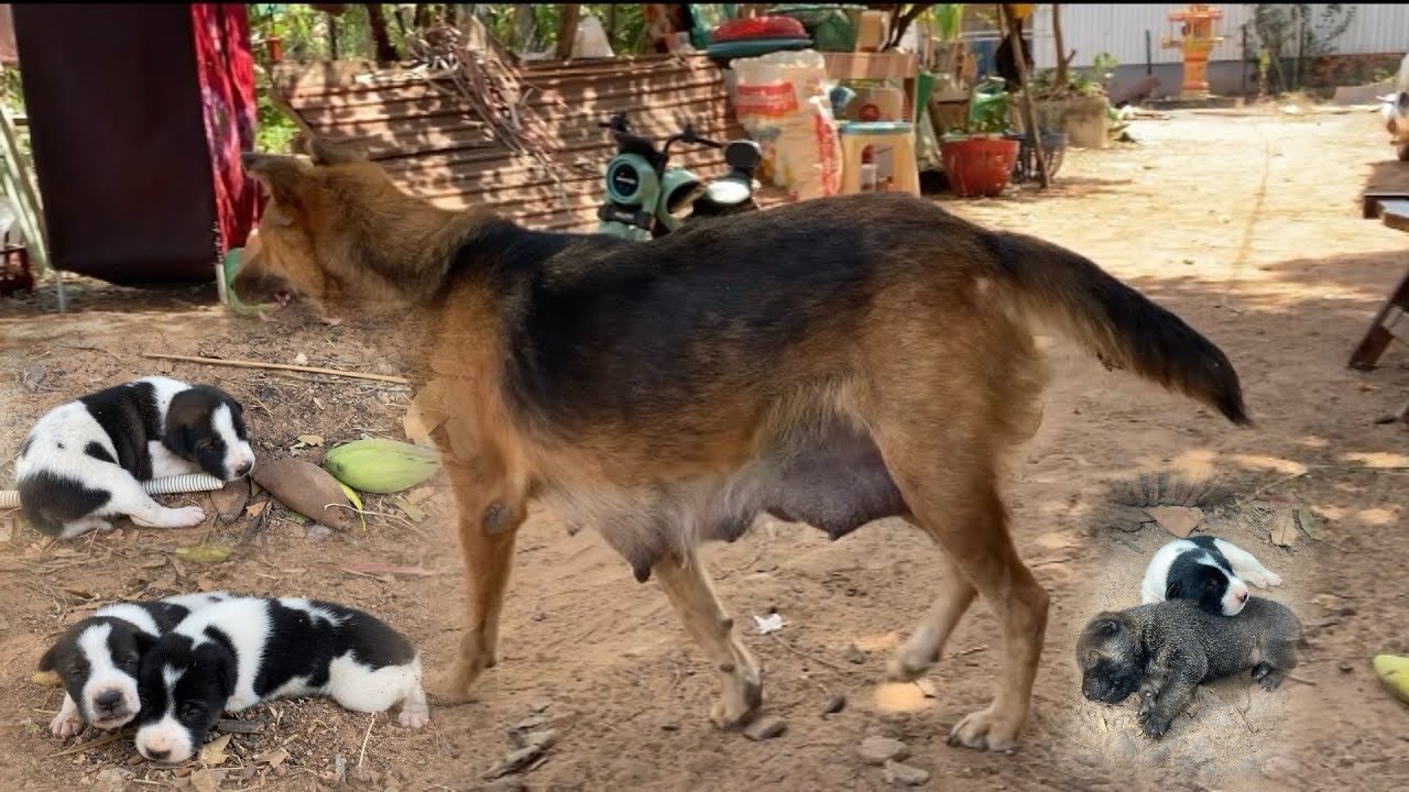 12-Day-Old Puppies Start Walking and Opening Their Eyes 🐶❤️