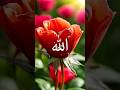🌿 When Trees Speak the Name of Allah | A Visual Islamic Wonder You Must See