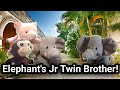 SLL Movie: Elephant's Jr Twin Brother