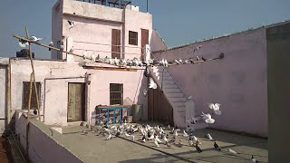 Kabutarbaji in Mathura, 201 kabutar - 2