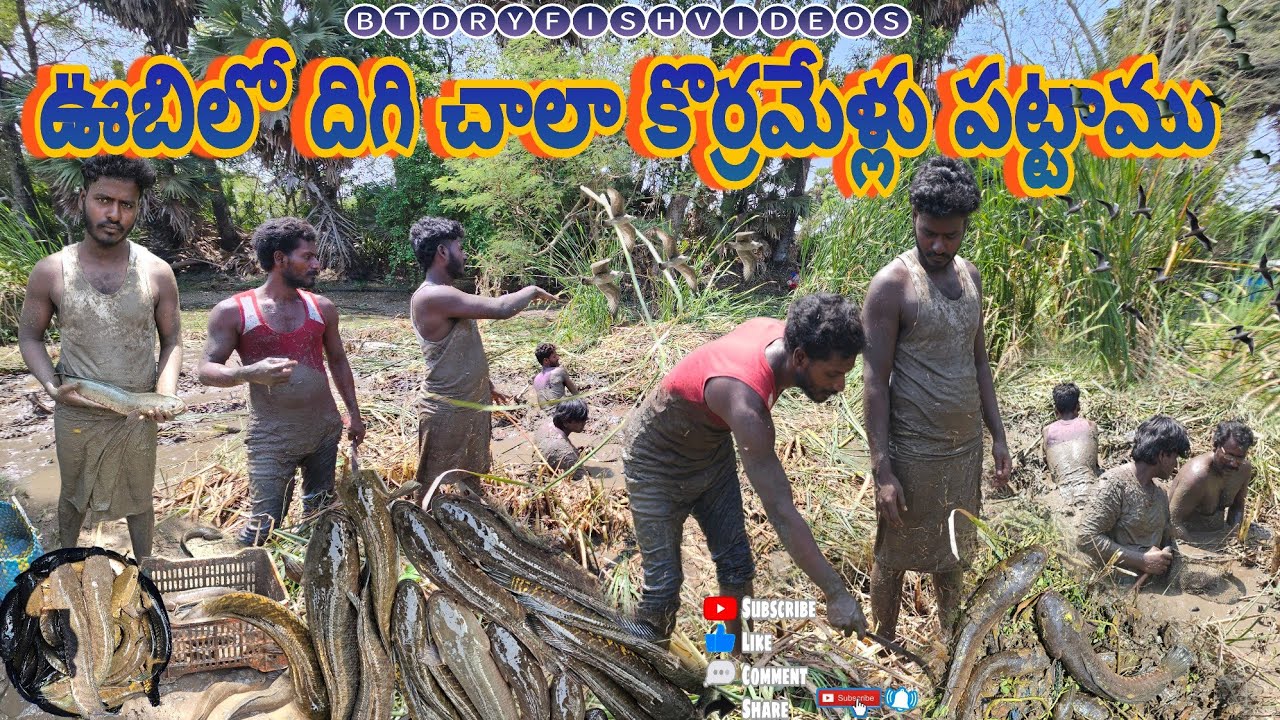 ఊబిలో పెద్దపెద్ద కోరమేళ్లు పట్టాము