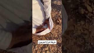 شاهد كيف يجبر الجربوع يطلع من قدام #shorts