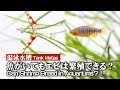 【混泳】小型水槽で楽しむ癒やしのレッドビーシュリンプ