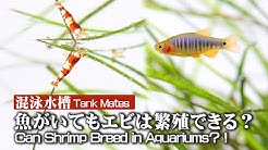 水草動画 Mizukusa Tv Youtube