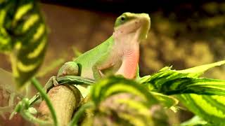 DOING THE DEWLAP