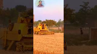Wheat cutting session start with harvester machine in Punjab #ytshorts #foryou #wheat #cutting
