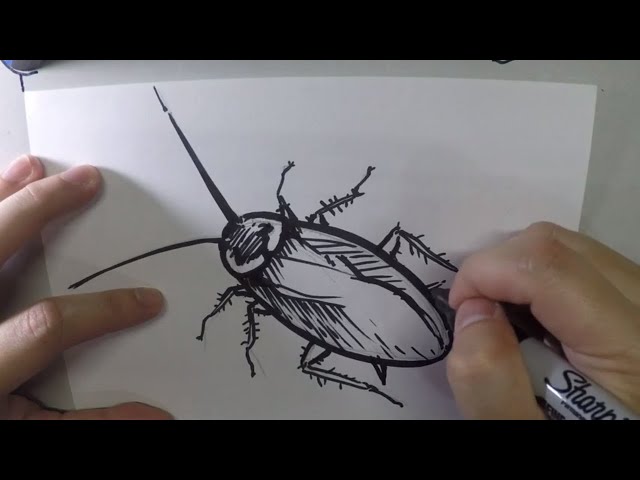 Cockroach Drawing Sketch  Drawing Skill