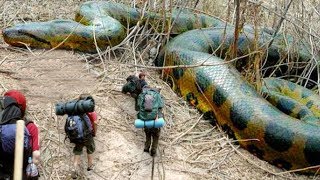 Serpientes Mas Grandes Del Mundo Soycorraje