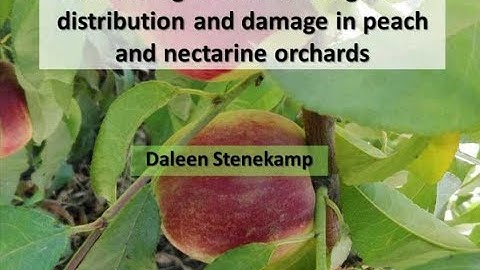 3 Monitoring false codling moth distribution and damage in peach and nectarine orchards, D Stenekamp