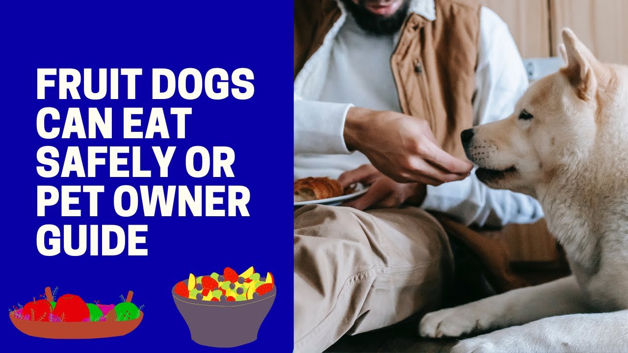 Fruit dogs can eat safely or pet owner guide YouTube