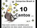 Assobio|Cantos|Treinamento|Calopsitas - 10 Cantos