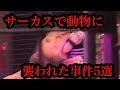 【実話】サーカスで動物に襲われた出来事5選